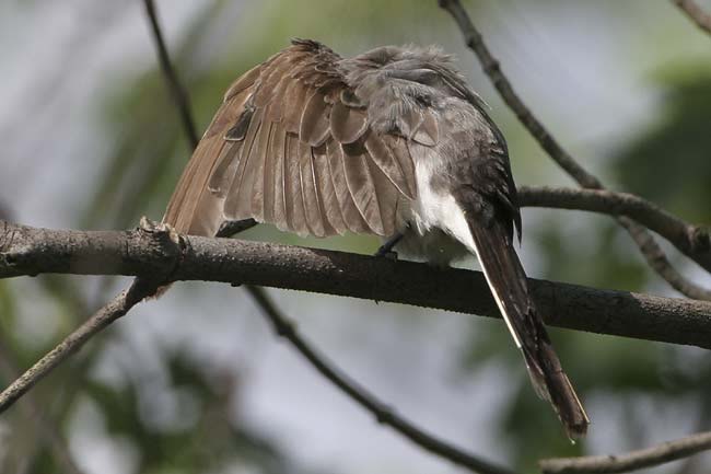 Fork-tailed-Flycatcher12-BI