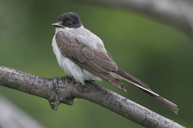 Fork-tailed-Flycatcher4-BIN