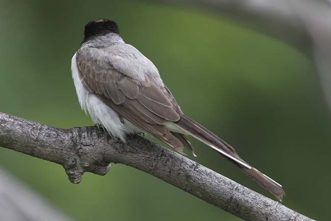 Fork-tailed-Flycatcher5-BIN