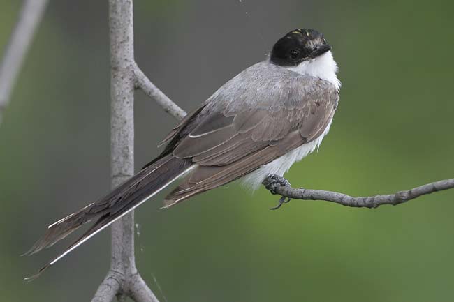 Fork-tailed-Flycatcher7-BIN