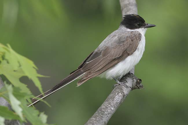 Fork-tailed-Flycatcher9-BIN