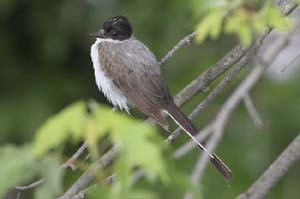Fork-tailed-Flycatcher1-BIN