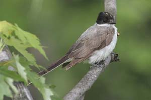 Fork-tailed-Flycatcher10-BI
