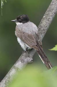 Fork-tailed-Flycatcher11-BI
