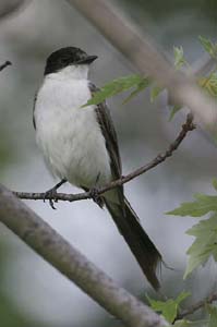 Fork-tailed-Flycatcher13-BI