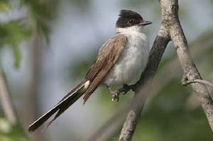 Fork-tailed-Flycatcher14-BI