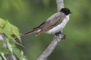 Fork-tailed-Flycatcher3-BIN