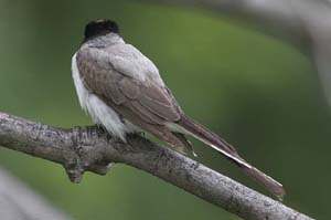 Fork-tailed-Flycatcher5-BIN
