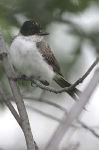 Fork-tailed-Flycatcher6-BIN