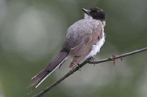 Fork-tailed-Flycatcher8-BIN