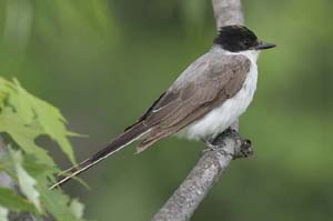 Fork-tailed-Flycatcher9-BIN