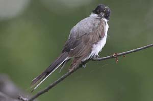 Fork-tailed-Flyctacher2-BINN