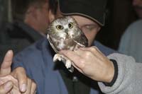 banded-sawwhet-IMG_2163