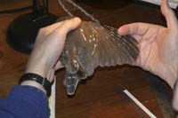 checking-sawwhet-wing-IMG_2
