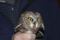 sawwhet-owl-IMG_2060