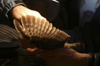 sawwhet-wing-IMG_2135