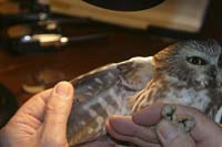 serrated-primary-feather-IM