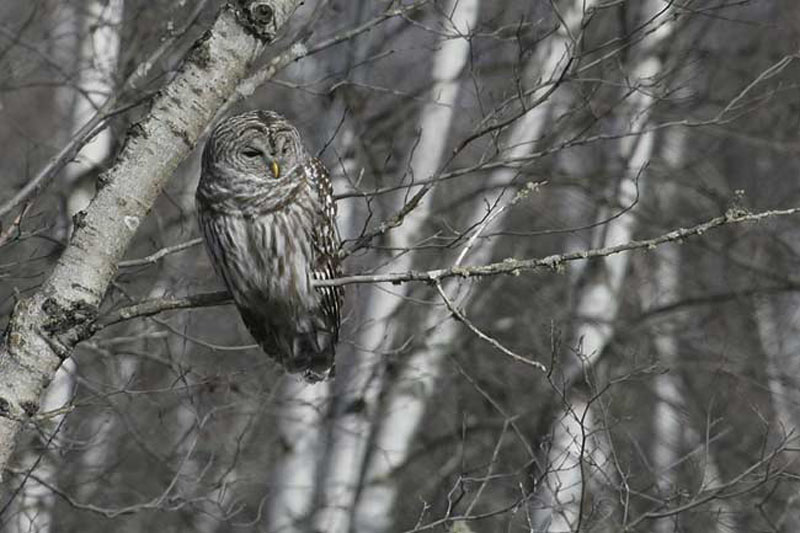 Barred-Owl-BINNS-cIMG_6425