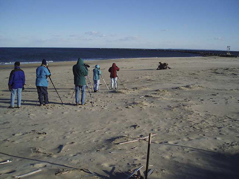 Birding-Salibury-Beach-Jett