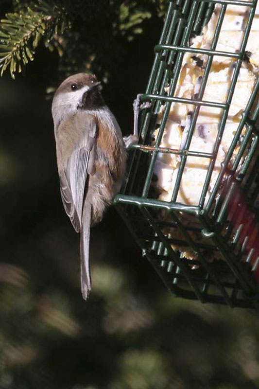 Boreal-Chickadee-BINNS-ccIM
