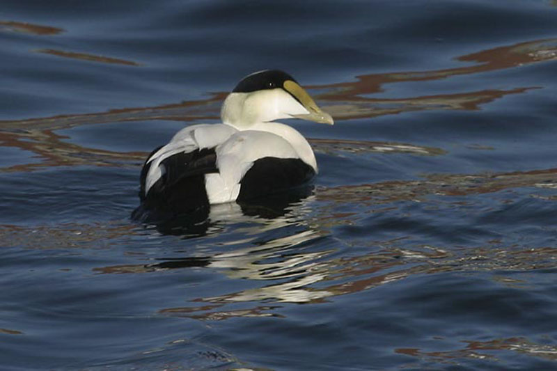 Common-Eider-BINNS-cIMG_652