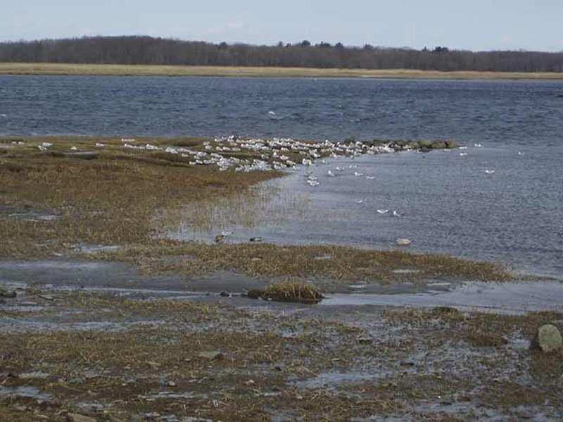 Gulls-at-Newburyport-Sewer-