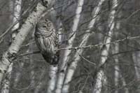 Barred-Owl-BINNS-cIMG_6425