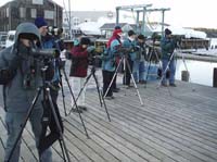 Birding-at-South-Freeport-T