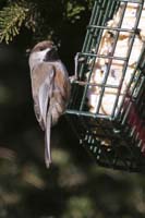 Boreal-Chickadee-BINNS-ccIM