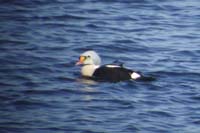 King-Eider-BINNS-cP2200076