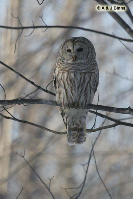 Barred-Owl-BINNS-c-IMG_7164