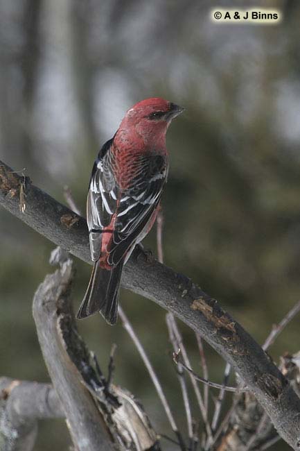 Pine-Grosbeak-BINNS-cIMG_70