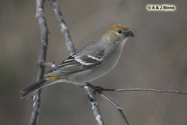 Pine-Grosbeak-BINNS-cIMG_73