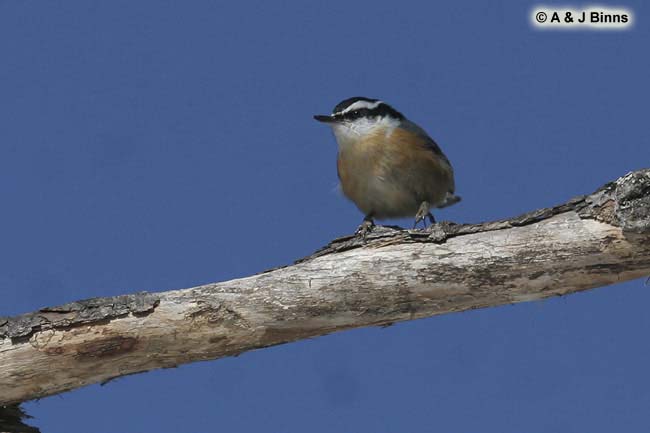 Red-breasted-Nuthatch-BINNS