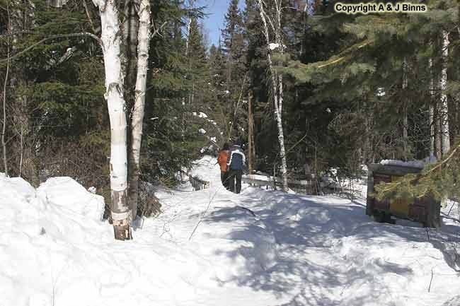 Spruce-Bog-Trail-Algonquin-