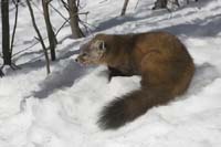 American-Marten-BINNS-cIMG_