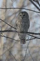 Barred-Owl-BINNS-c-IMG_7164