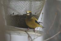 Evening-Grosbeak-BINNS-cIMG