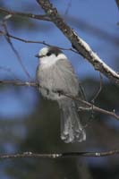 Gray-Jay-BINNS-IMG_7173