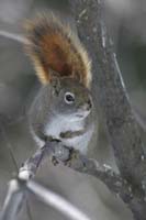 Red-Squirrel-BINNS-cIMG_744