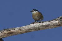 Red-breasted-Nuthatch-BINNS