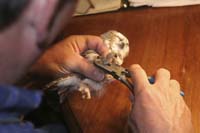 5-banding-sawwhet-BINNS-IMG