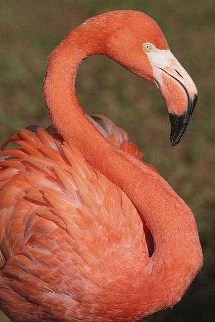 Flamingo-BINNS-c-IMG_4645