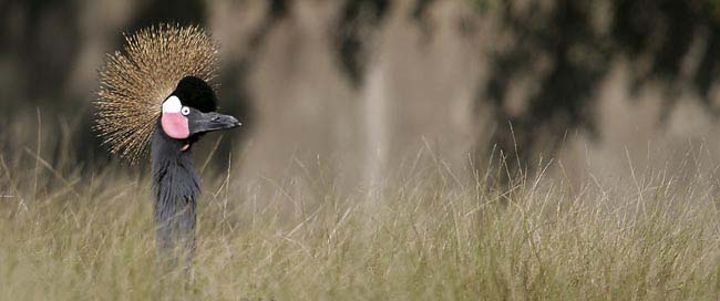 Gray-crowned-Crane-BINNS-cc