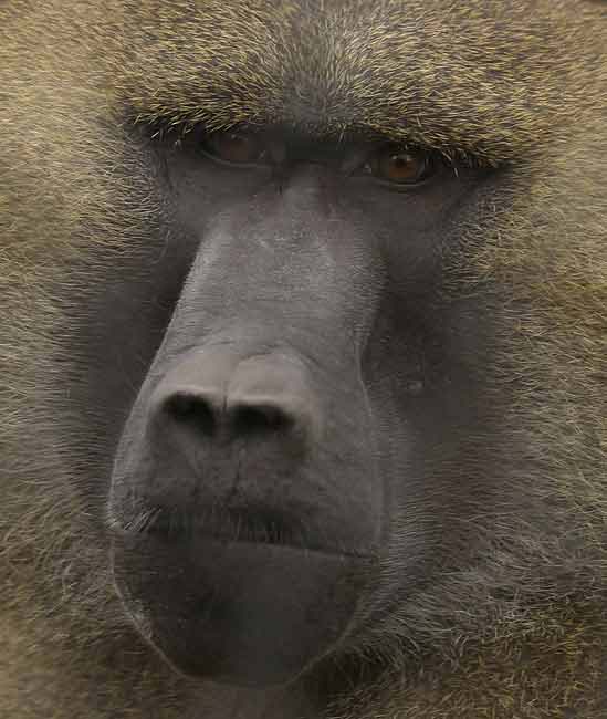 Guinea-Baboon-BINNS-c-IMG_3
