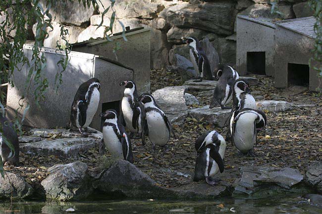 Humboldt-Penquins-BINNS-IMG