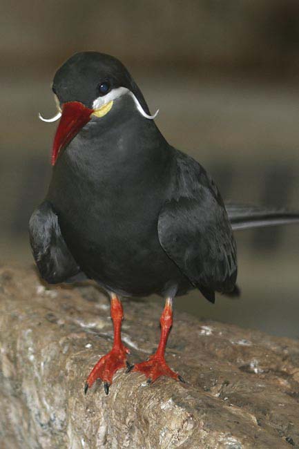 Inca-Dove-BINNS-c-IMG_4418