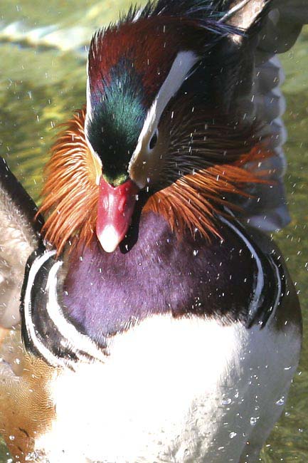 Mandarin-bathing-BINNS-c-IM