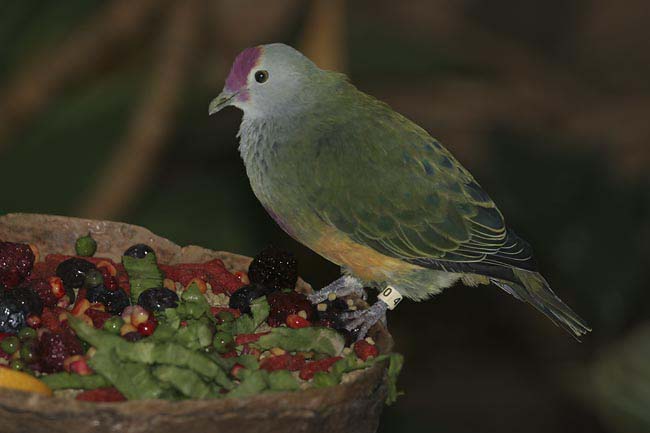 Mariana-Fruit-Dove-BINNS-c-