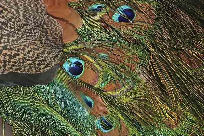 Peacock-Feathers-3-BINNS-c-